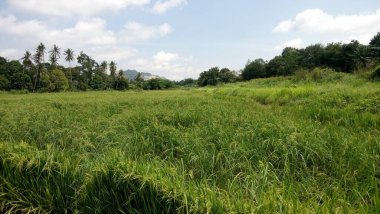 Yeşil çeltik bitkilerini kapatın.