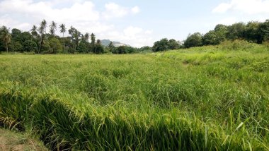 Yeşil çeltik bitkilerini kapatın.