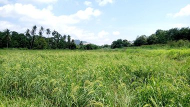 Yeşil çeltik bitkilerini kapatın.