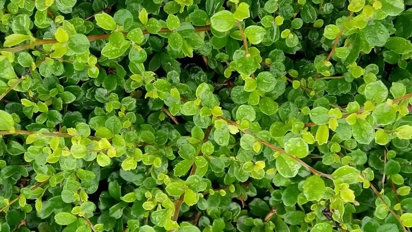 Eine Nahaufnahme Von Grünen Blättern — Stockfoto