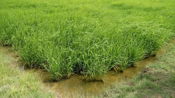 绿色稻谷植物的景观 — 图库照片