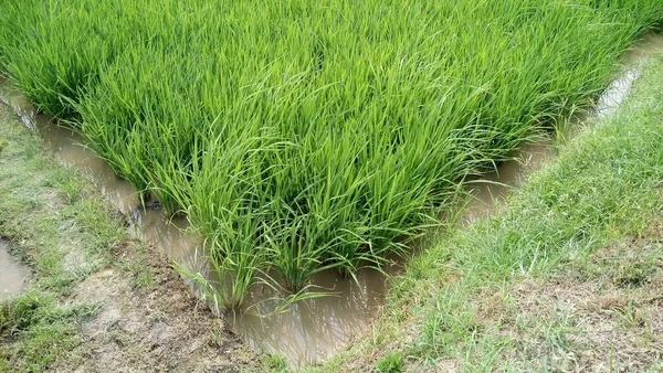 Vista Las Plantas Arroz Verde —  Fotos de Stock