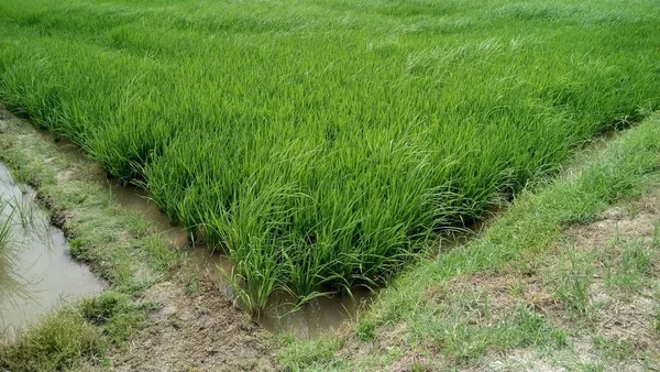 Yeşil Çeltik Bitkilerinin Manzarası — Stok fotoğraf