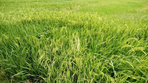 Vista Las Plantas Arroz Verde —  Fotos de Stock