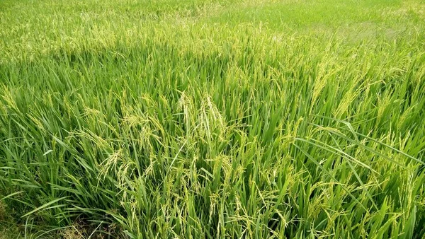 绿色稻谷植物的景观 — 图库照片