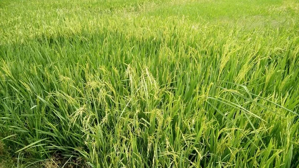 Vista Las Plantas Arroz Verde —  Fotos de Stock