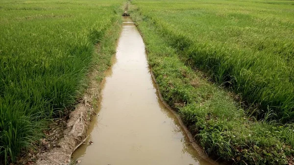 Vista Plantas Verdes Paddy — Fotografia de Stock