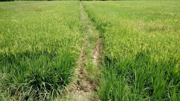 Vista Las Plantas Arroz Verde —  Fotos de Stock