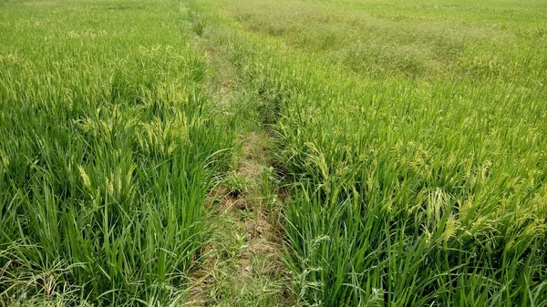 Vista Las Plantas Arroz Verde —  Fotos de Stock