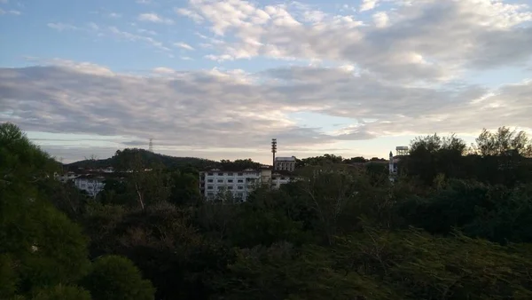 Uma Árvore Contra Céu Azul — Fotografia de Stock