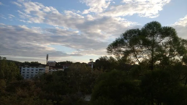 Árbol Contra Cielo Azul —  Fotos de Stock