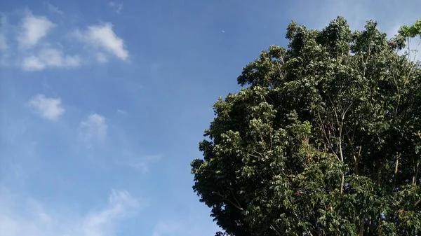 Uma Árvore Contra Céu Azul — Fotografia de Stock