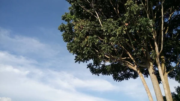 Árbol Contra Cielo Azul —  Fotos de Stock