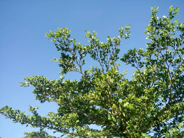 Árbol Contra Cielo Azul —  Fotos de Stock