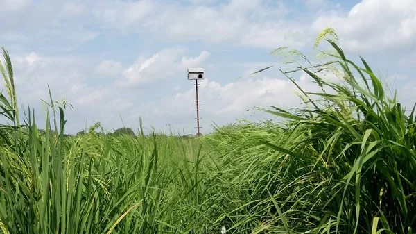 view of greeny paddy plants