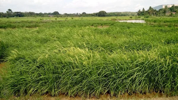 Close Plantas Verdes Paddy — Fotografia de Stock