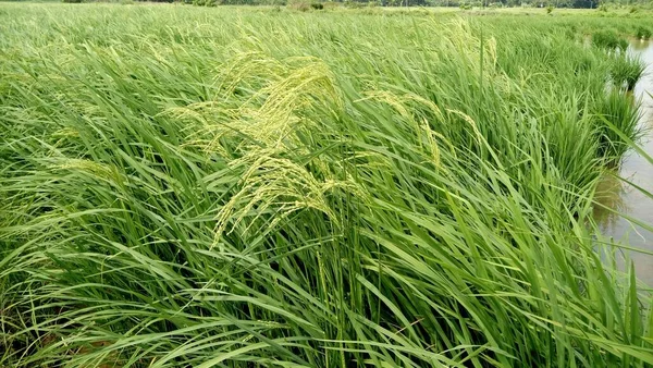 Närbild Grönaktiga Paddyväxter — Stockfoto