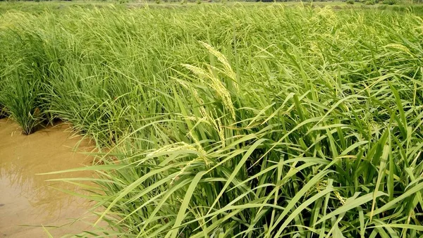 Primer Plano Las Plantas Arroz Verde —  Fotos de Stock