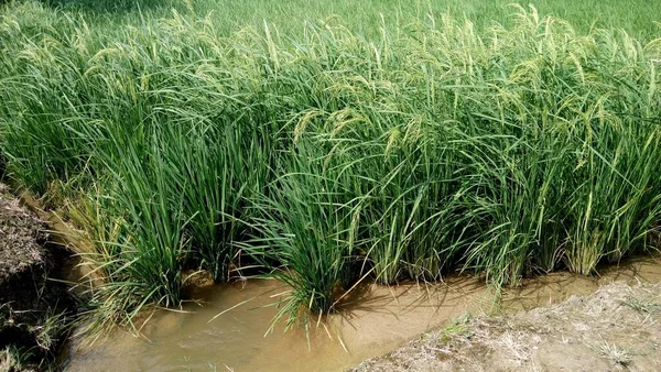 Primer Plano Las Plantas Arroz Verde —  Fotos de Stock