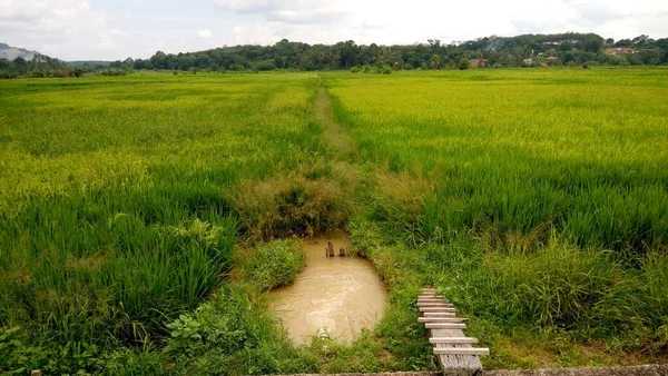 Vue Des Rizières Verdoyantes — Photo