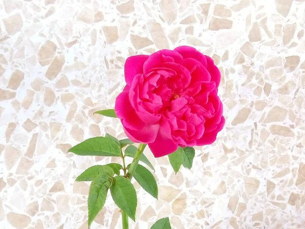 Růžová Růže Izolované Pozadí Vzoru — Stock fotografie