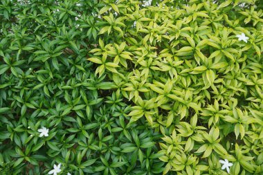 Yemyeşil yaprakları kapat