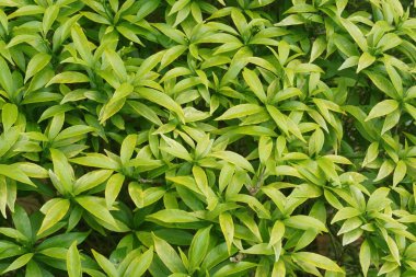 Yemyeşil yaprakları kapat