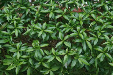 Yemyeşil yaprakları kapat