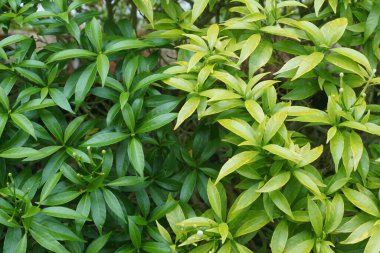 Yemyeşil yaprakları kapat