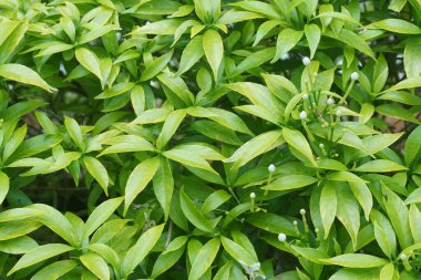 Yemyeşil yaprakları kapat