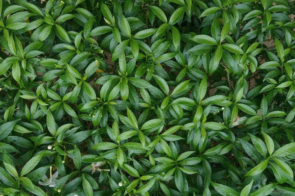 Nahaufnahme Von Grünen Blättern — Stockfoto