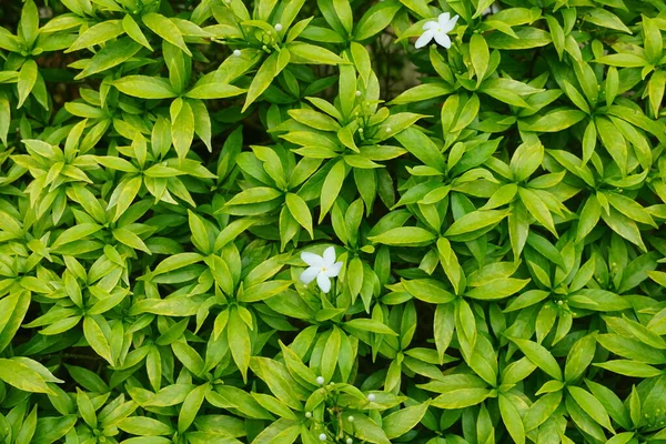 Close Greeny Leaves — Stock Photo, Image