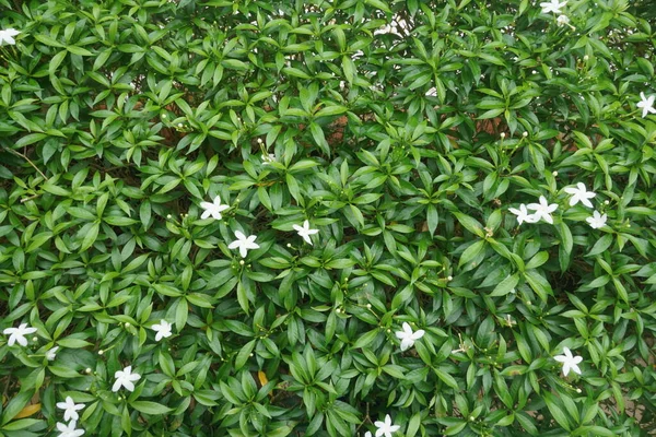 Perto Folhas Verdes — Fotografia de Stock