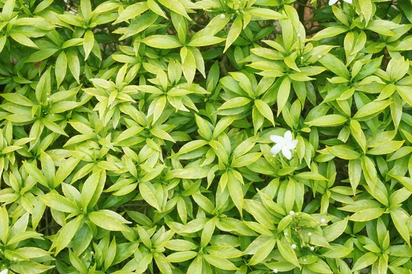 Tutup Dari Daun Hijau — Stok Foto