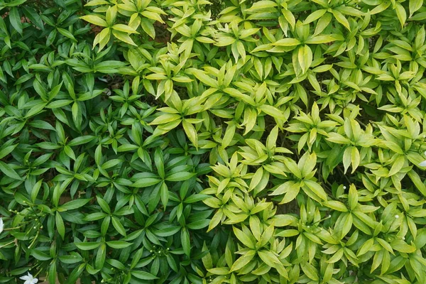 Zblízka Zelené Listy — Stock fotografie