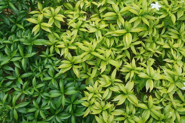 Nahaufnahme Von Grünen Blättern — Stockfoto