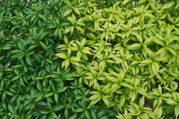 Perto Folhas Verdes — Fotografia de Stock