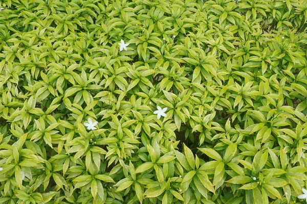 Tutup Dari Daun Hijau — Stok Foto