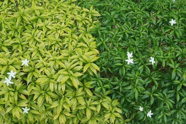 Primer Plano Hojas Verdes — Foto de Stock