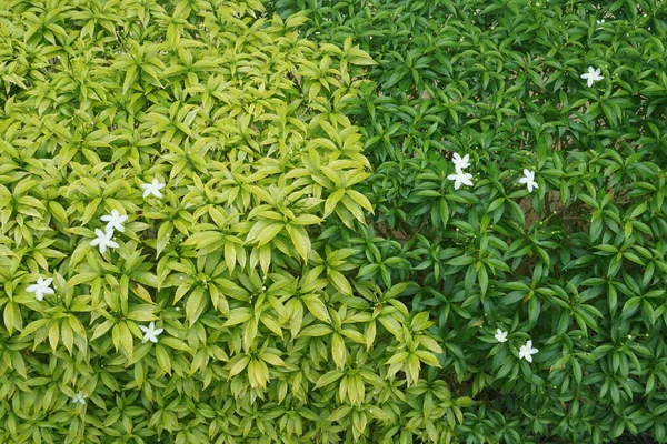 Tutup Dari Daun Hijau — Stok Foto