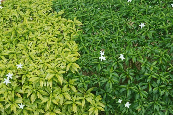 Tutup Dari Daun Hijau — Stok Foto