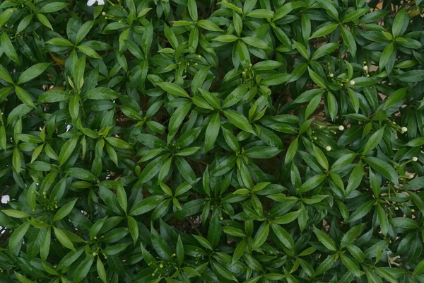 Nahaufnahme Von Grünen Blättern — Stockfoto
