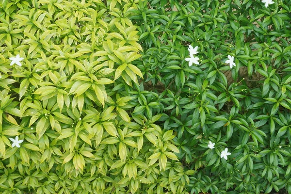 Tutup Dari Daun Hijau — Stok Foto