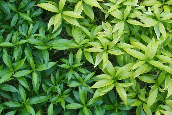 Nahaufnahme Von Grünen Blättern — Stockfoto