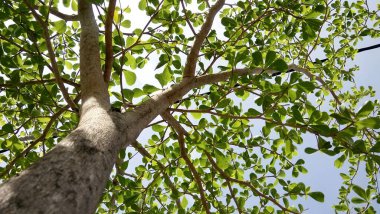 Ağaç dallarını kapat