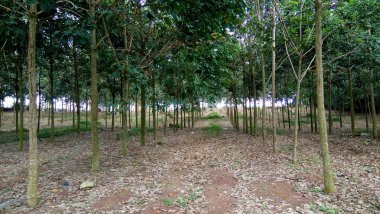 Orman ve koruluktaki ağaç gövdeleri manzaralı manzara.