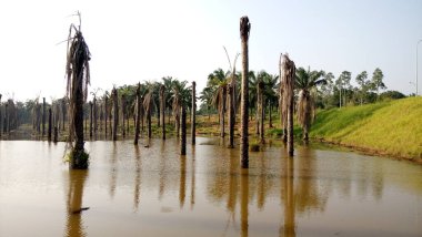 Gölde kurumuş palmiye yağı.