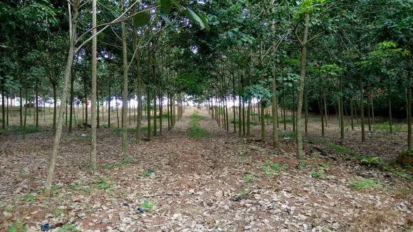 Paesaggio Con Vista Tronchi Albero Sulla Foresta Boschetto — Foto Stock