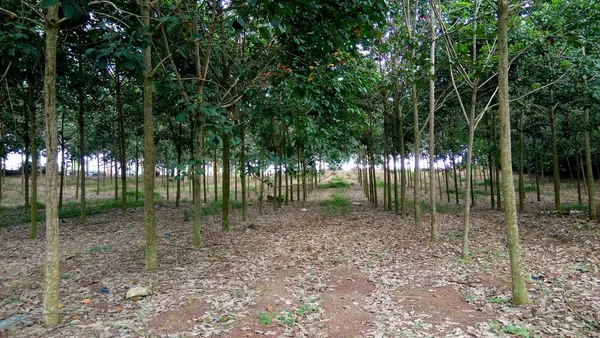 Paisagem Com Vista Troncos Árvore Floresta Arvoredo — Fotografia de Stock