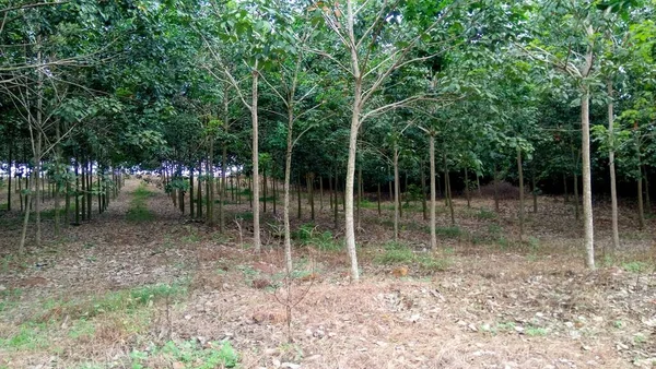 Lansekap Dengan Pemandangan Batang Pohon Hutan Rumpun — Stok Foto